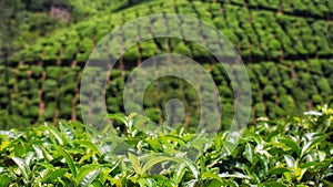 Tea Plantation at Thekkady in Kerala