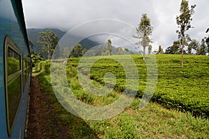 Tea plantation. Traveling by train between Kandy and Ella. Sri Lanka