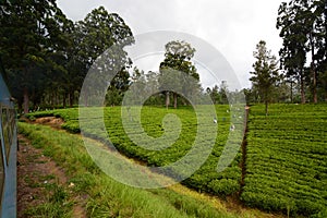 Tea plantation. Traveling by train between Kandy and Ella. Sri Lanka