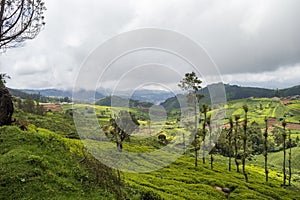 Tea plantation with trees in the midlde and towering mountains adding a scenic beauty to the nature