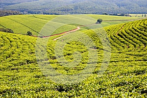 Tea plantation at Tzaneen, Limpopo, South Africa photo