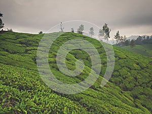 Tea plantation on the uphills of munnar coffee plantation rainy day beat weather