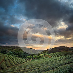 Tea plantation valley at dramatic pink sunset sky in Taiwan