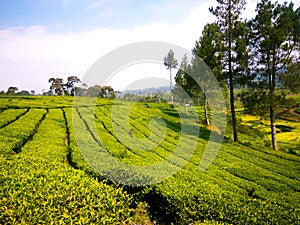 Tea Plantation, Very beautiful natural scenery of malabar pangalengan photo