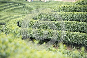 Tea plantation in Vietnam