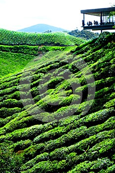 Tea plantation with viewing platform