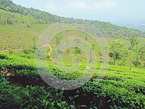 Tea Plantation in Wayanad Meppadi