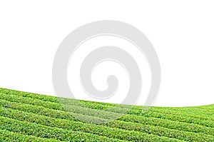 Tea plantation on white background.