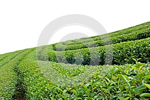 Tea plantation on white background.