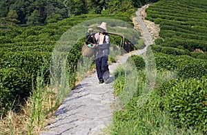 Tea Plantation Worker in LongJing