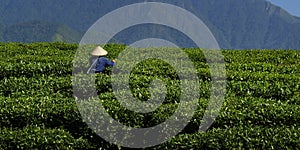 Tea plantation worker