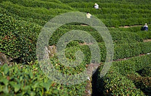 Tea Plantation Workers