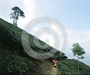Tea plantations 07 photo