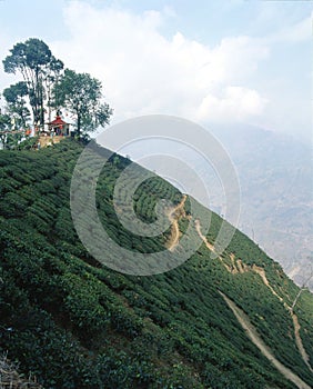 Tea plantations 08 photo