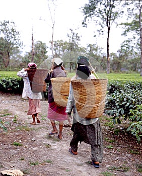 Tea plantations 11 photo