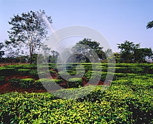 Tea plantations 12