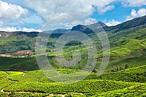 Tea plantations