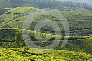 Tea plantations