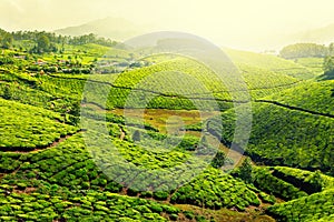 Tea plantations photo