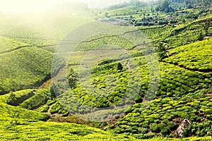 Tea plantations