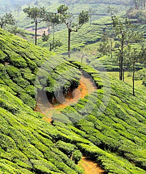 Tea plantations