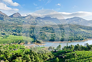 Tea plantations photo