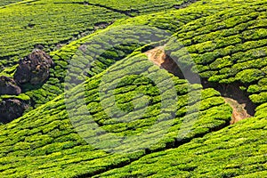 Tea plantations photo