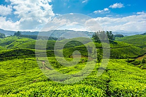 Tea plantations