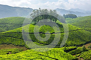 Tea plantations photo