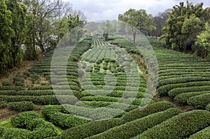 Tea Plantations