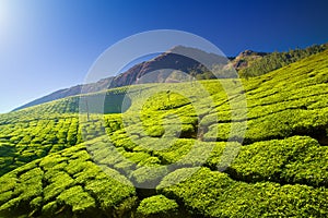 Tea plantations