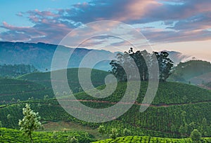 Tea plantations