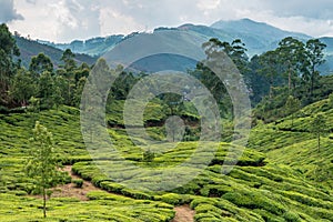 Tea plantations