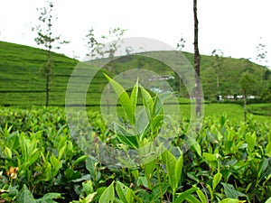 Tea plantations photo