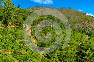 Tea plantations around Ella in Sri Lanka