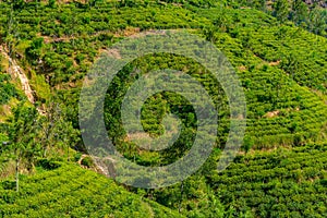 Tea plantations around Ella in Sri Lanka