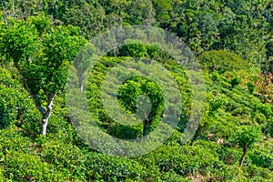 Tea plantations around Ella in Sri Lanka