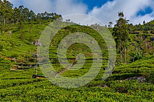 Tea plantations around Lipton's Seat near Haputale, Sri Lanka