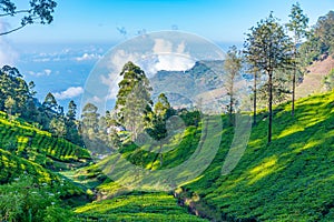 Tea plantations around Lipton's Seat near Haputale, Sri Lanka