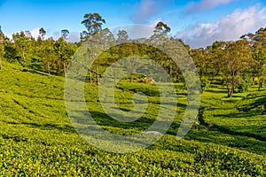 Tea plantations around Lipton's Seat near Haputale, Sri Lanka