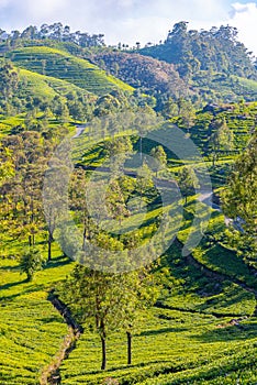 Tea plantations around Lipton's Seat near Haputale, Sri Lanka