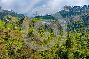 Tea plantations around Lipton's Seat near Haputale, Sri Lanka