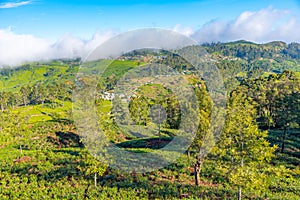 Tea plantations around Lipton's Seat near Haputale, Sri Lanka