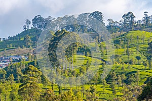 Tea plantations around Lipton's Seat near Haputale, Sri Lanka