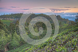 Tea plantations around Lipton's Seat near Haputale, Sri Lanka