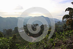 The tea plantations around Little Adam's Peak, Ella, Sri Lanka