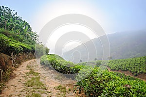 Tea plantations around Munnar, tea estate hills in Kerala