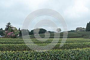 Tea plantations background in Japan