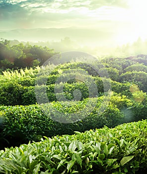 The tea plantations background , Tea plantations in morning light