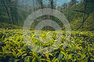 Tea plantations on beautiful hills with trees and lush of green. Sri Lanka environment